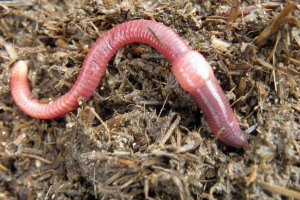 Кільце хробаків - опис, харчування, відтворення та класифікація Кільце хробаків - опис, харчування, відтворення та класифікація